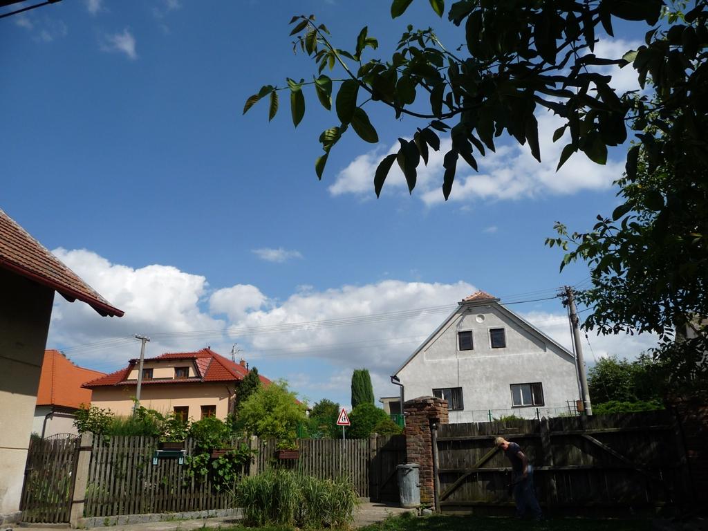 Třibřichy